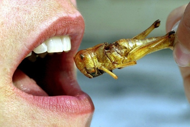 Insects as Food